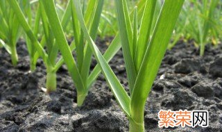 大蒜种植方法 需要准备什么材料呢