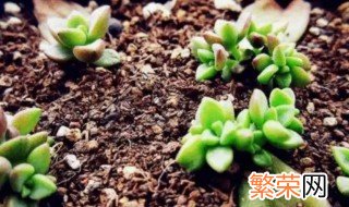 多肉芽怎么种才能生根 多肉植物发芽生根了怎么种植