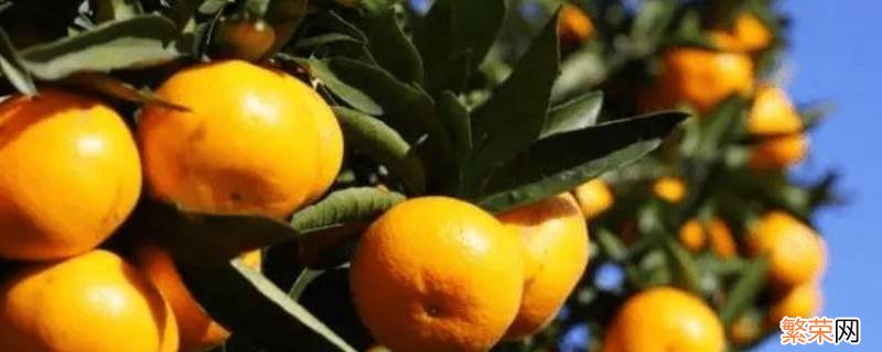 为什么橘子放几天会更甜 橘子放久了会甜吗