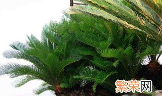 铁树室内种植方法 铁树室内种植方法视频