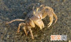 螃蟹崽怎么养 螃蟹崽应该怎么养活