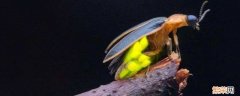 萤火虫的食性与捕食 萤火虫的食性