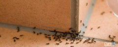 家里蚂蚁太多怎么办能除根 家里蚂蚁太多怎么办能除根知乎