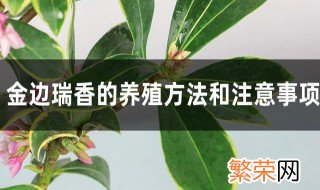 瑞香的种植及养护方法 瑞香的种植及养护方法简介