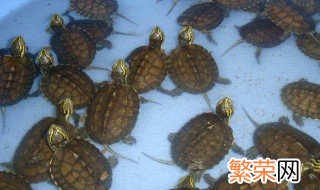 安南龟饲养方法 有哪些饲养技巧？