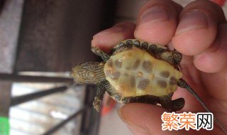 缺颌花龟饲养方法 缺颌花龟的饲养要点