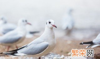 鸽子进棚最快的方法图解 鸽子进棚最快的方法