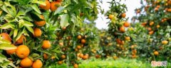 柑橘类水果是什么水果 柑橘是水果吗