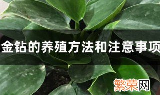 大叶花卉金钻的养殖方法图解 大叶花卉金钻的养殖方法