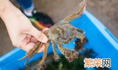 螃蟹怎么保存不会死 螃蟹的保存方法