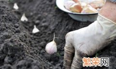 种大蒜用什么肥料好 种植大蒜有什么施肥技巧