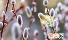 银柳插几支最好 银柳插几支最好12月I6日