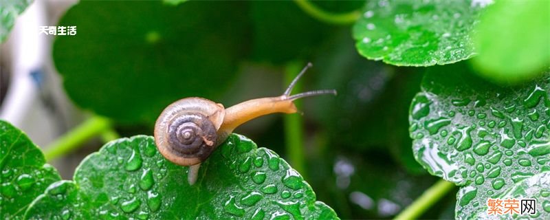 酸雨的主要成分包括 酸雨的主要成分是什么