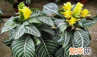 斑马花正确养殖方法 斑马花怎么养