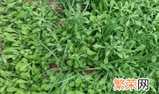 青团的原料草是什么 青团用的草