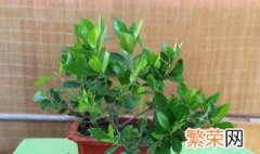 栀子花用什么肥料最好 栀子花用什么肥料最好栀子花为什么总是落叶