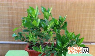 栀子花用什么肥料最好 栀子花用什么肥料最好栀子花为什么总是落叶