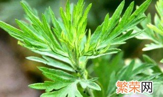 艾草怎么加工才能用 艾草怎么加工才能用成艾绒