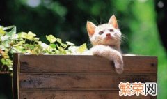 后院猫是什么意思 后院猫解释