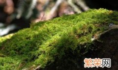 苔藓转水是什么 苔藓转水是什么意思