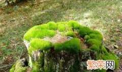 苔藓形态特征 苔藓的形态结构特点