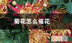 菊花的催花方法 不同节气方法不同