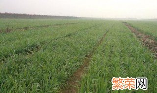 韭菜播种时间和方法 种植有什么需要注意地方呢