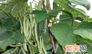 四季豆的种植时间和种植方法 应该如何浇水呢