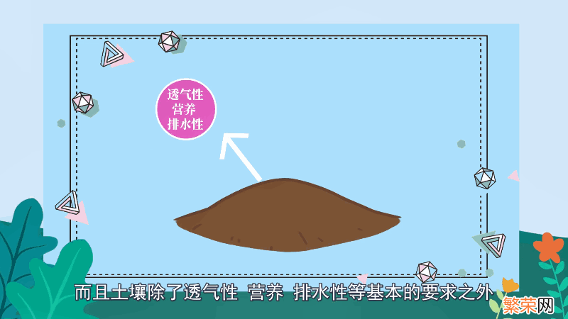 金鱼吊兰的养殖方法和注意事项 金鱼吊兰的养殖方法和注意事项有哪些