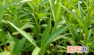 空心菜种植时间和方法 空心菜种植时间和方法介绍