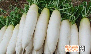 白萝卜的种植方法和时间 白萝卜的种植方法和时间介绍