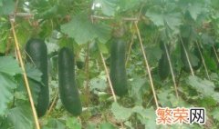 冬瓜什么时候种植最好 冬瓜的种植时间