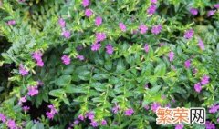 萼距花种植方法 萼距花怎么养