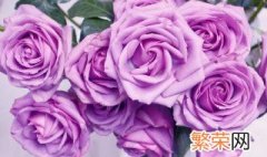 紫色玫瑰的名字 紫色玫瑰花叫什么名字