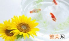 如何清理死过鱼的鱼缸 鱼缸里死掉的鱼要清理掉吗?