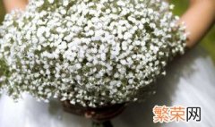 爱人的花语是什么 什么花语代表爱人的呼吸