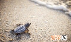 保护幼龟的游客须 知游客须知保护幼龟