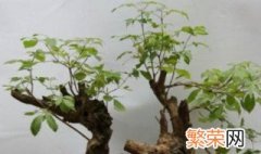 黄荆树过冬方法有哪些树木 黄荆树过冬方法有哪些