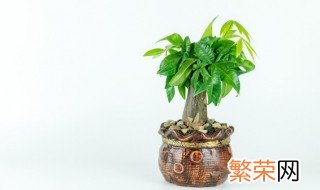 家里放什么植物最旺财 客厅放什么植物旺财