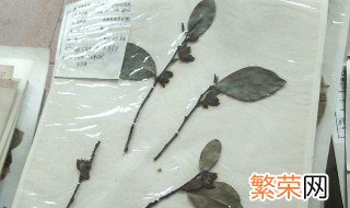 植物标本的采集的方法 植物标本的采集的方法有哪些