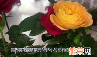 家庭玫瑰花种植方法 家庭玫瑰花种植方法图片