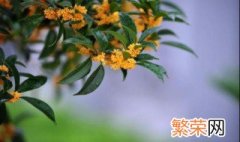 桂花香的句子发朋友圈 适合发朋友圈的桂花句子