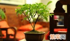 盆栽养花知识大全 牢记这几点养出健康植物