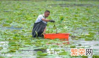 采摘藕带的技巧 什么时候适合采摘呢