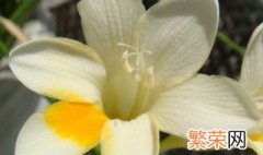 矮化白兰花方法 矮化白兰花方法是什么