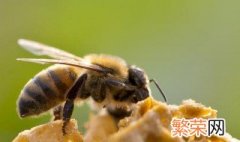 最简单找山蜜蜂方法 可以通过什么方式找到呢
