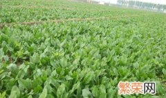 菠菜种植时间和方法 本文为你提供种植信息