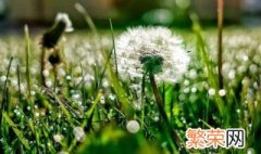 蒲公英种植方法和时间 蒲公英如何种植