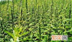 芝麻种植时间和方法 本文来告诉你如何种植芝麻