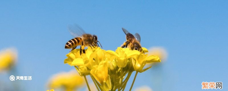 蜜蜂的品质 蜜蜂的品质和精神